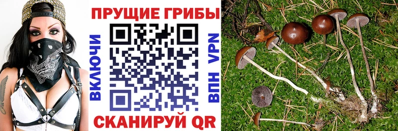 Псилоцибиновые грибы Cubensis  Стародуб 